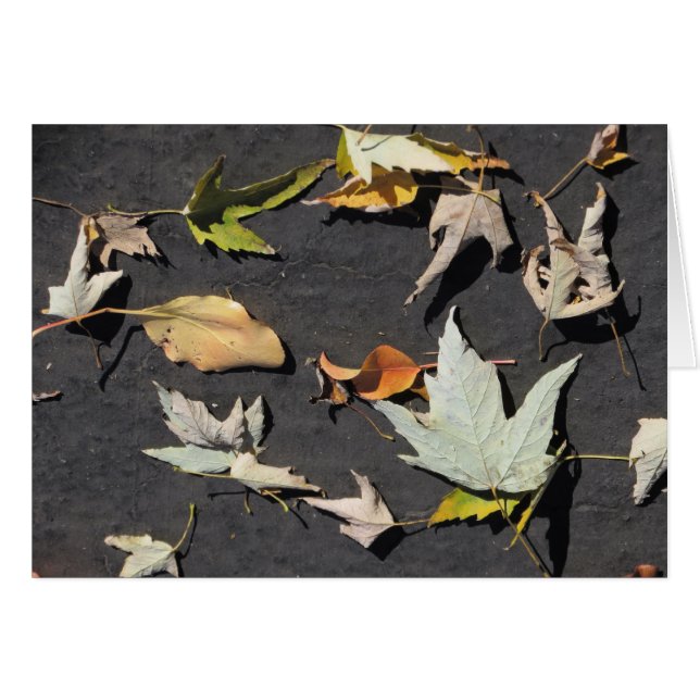 Fall Leaves 1 (Front Horizontal)