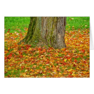 Fall Leaves Around Tree
