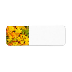 Fall Leaves Autumn Colours Leaf Design