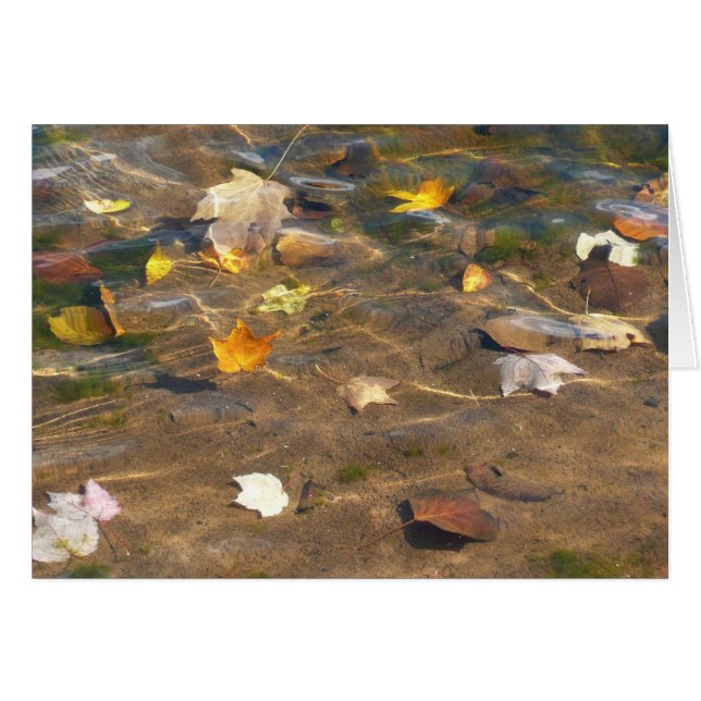 Fall Leaves in Pond Water Nature Photography (Front Horizontal)