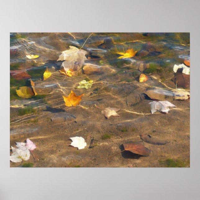 Fall Leaves in Pond Water Nature Photography Poster (Front)