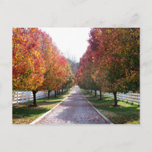 Fall Leaves in Virginia Post Card Glen Allen VA