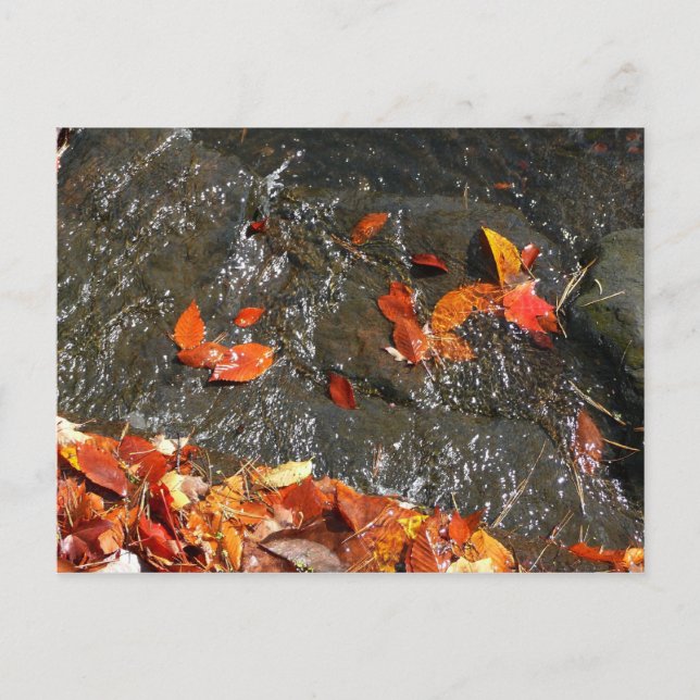Fall Leaves in Waterfall I Autumn Photography Postcard (Front)