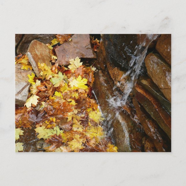 Fall Leaves in Waterfall III Autumn Nature Postcard (Front)