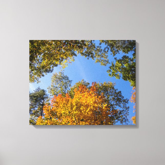 Fall Leaves Looking Up Canvas Print (Front)