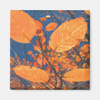 Fall Leaves Magnet