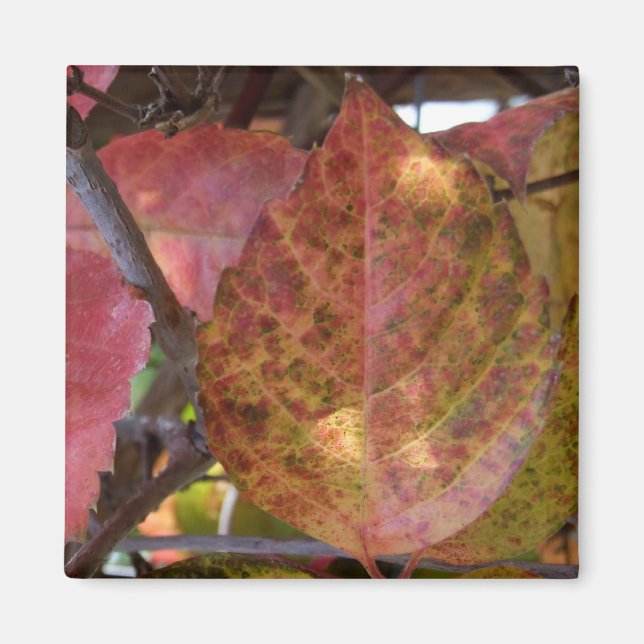 Fall Leaves Magnet (Front)