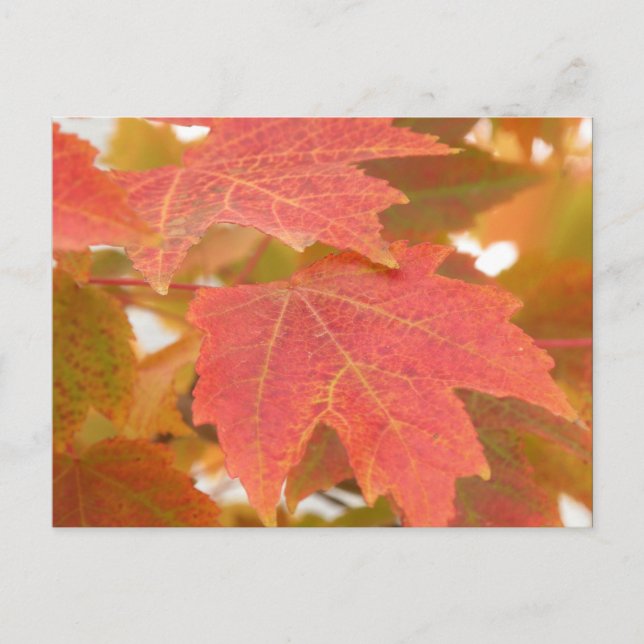 Fall Leaves Postcard (Front)