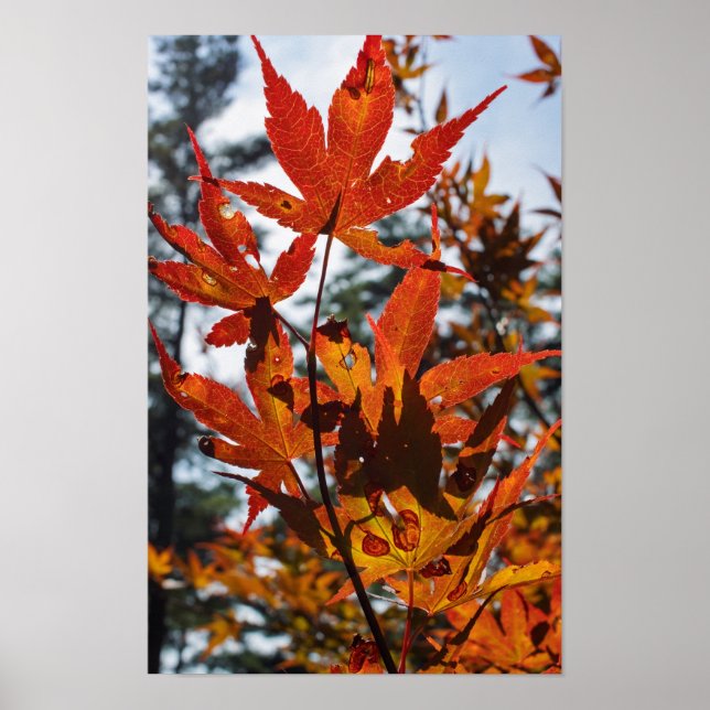 Fall Leaves Poster (Front)
