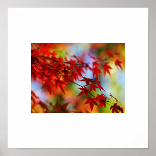 Fall Leaves Poster