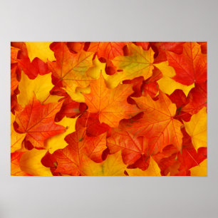 Fall Leaves Poster