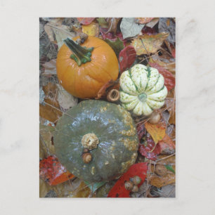 Fall leaves Pumpkins and Gourds Postcard