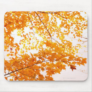 Fall Leaves Reflection Mouse Mat