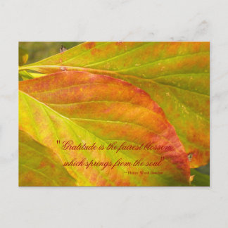 Fall Leaves Thank You Postcard