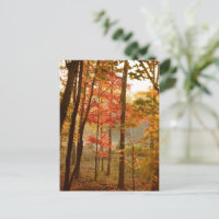 Fall Leaves Trees