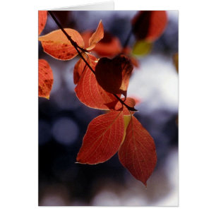 Fall Leaves, Yosemite