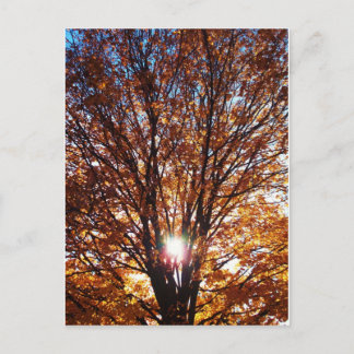 Fall Light Postcard