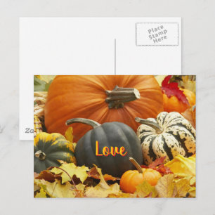 Fall Love Autumn Photo Leaves Pumpkins Postcard