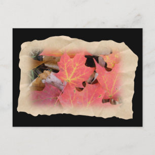 Fall Maple Leaves Coordinating Items Postcard