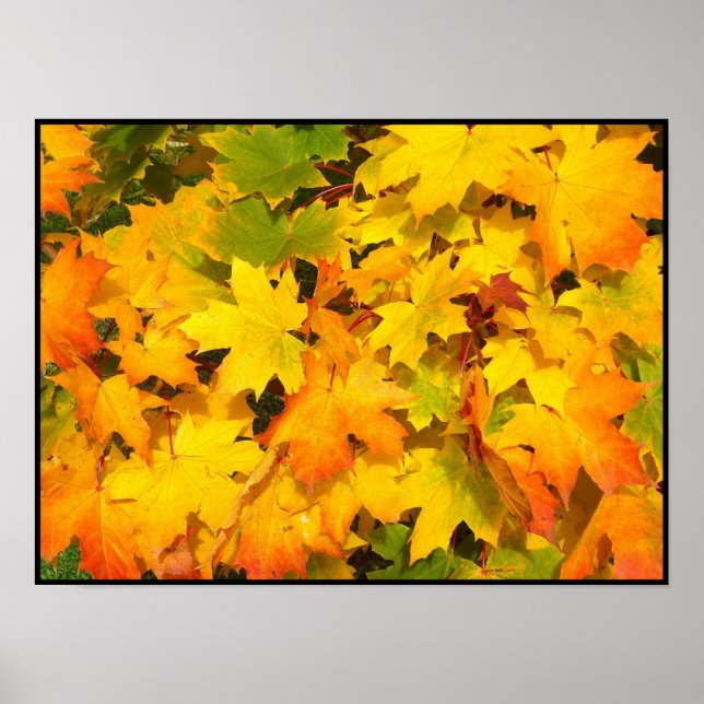 Fall Maple Leaves with Autumn Colours Poster (Front)