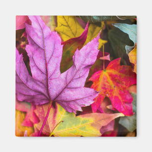 Fall maple tree leaves colorful autumn nature magnet