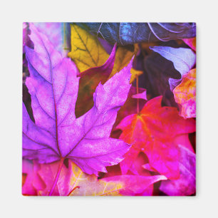 Fall maple tree leaves colourful autumn nature magnet