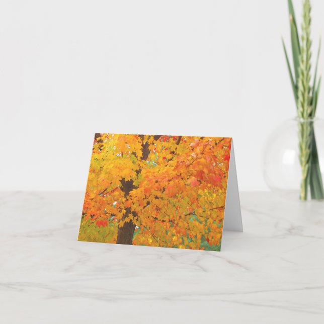 Fall Maple Tree Pioneers Park Card  6 (Front)