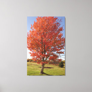 Fall maple tree with burning red leaves canvas print