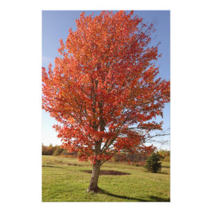 Fall maple tree with burning red leaves photo print