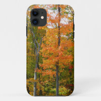 Fall Maple Trees Autumn Nature Photography