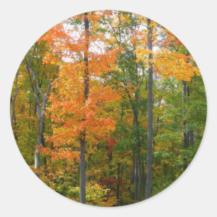 Fall Maple Trees Autumn Nature Photography Classic Round Sticker