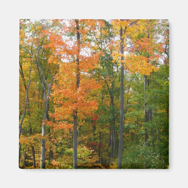 Fall Maple Trees Autumn Nature Photography Magnet (Front)