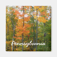 Fall Maple Trees Autumn Nature Photography