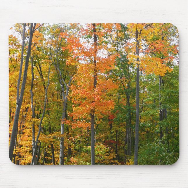 Fall Maple Trees Autumn Nature Photography Mouse Mat (Front)