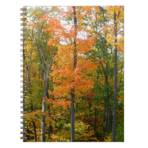 Fall Maple Trees Autumn Nature Photography Notebook