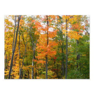 Fall Maple Trees Autumn Nature Photography Photo Print