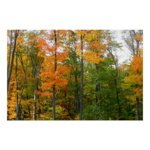Fall Maple Trees Autumn Nature Photography Poster