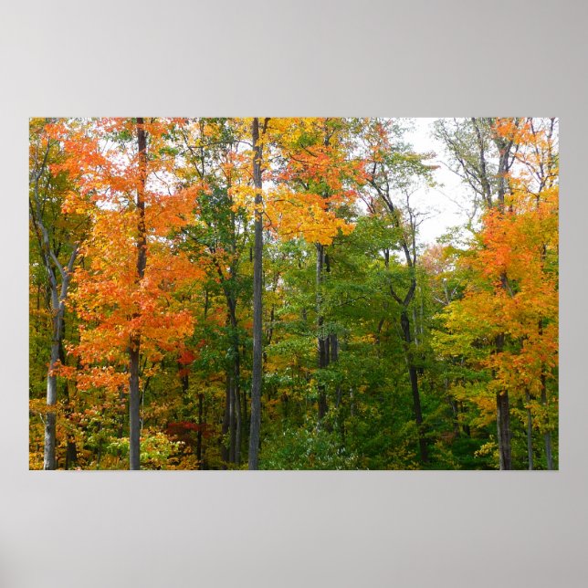 Fall Maple Trees Autumn Nature Photography Poster (Front)