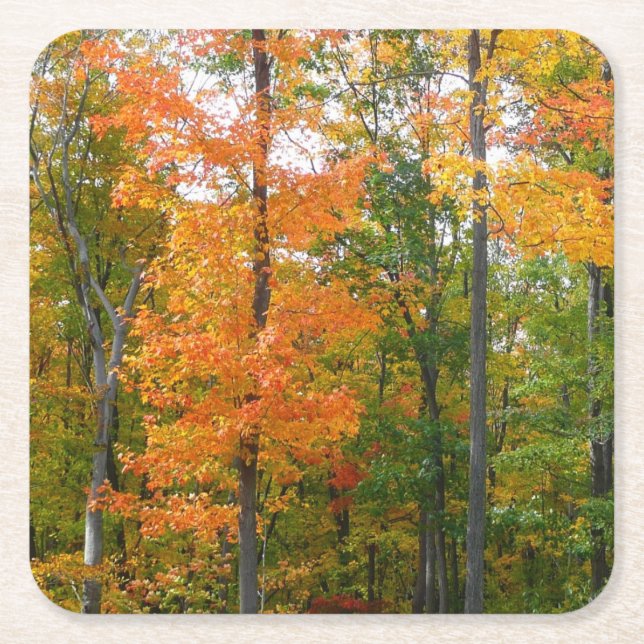 Fall Maple Trees Autumn Nature Photography Square Paper Coaster (Front)