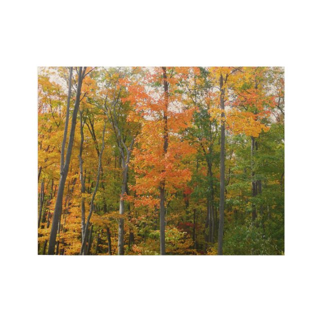Fall Maple Trees Autumn Nature Photography Wood Poster (Front)