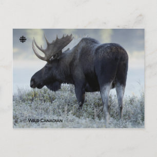 Fall - Moose Postcard