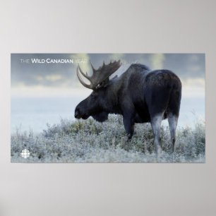 Fall - Moose Poster
