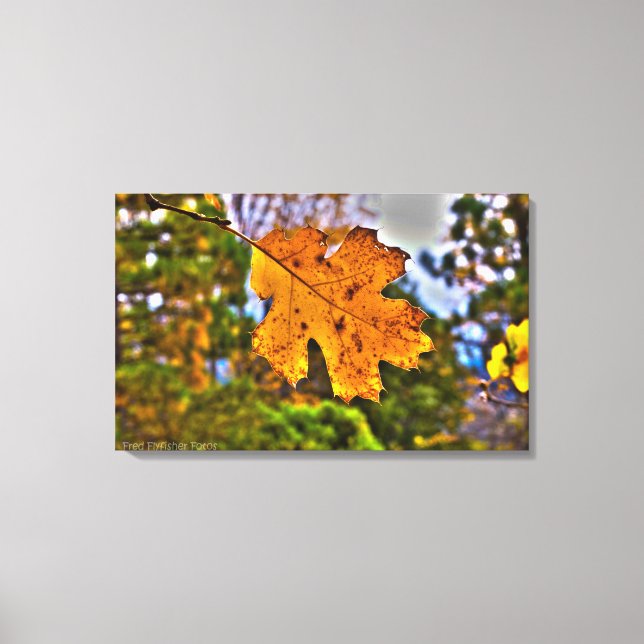 Fall Oak Leaf HDR Canvas Print (Front)