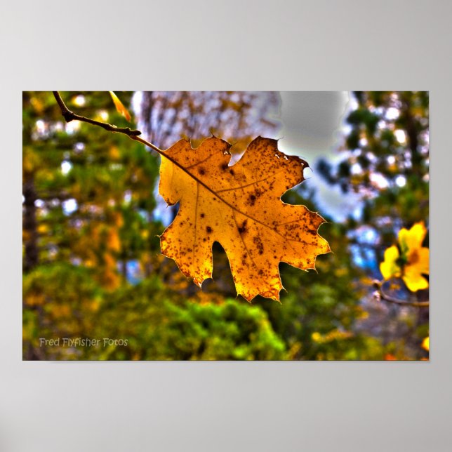 Fall Oak Leaf HDR Poster (Front)