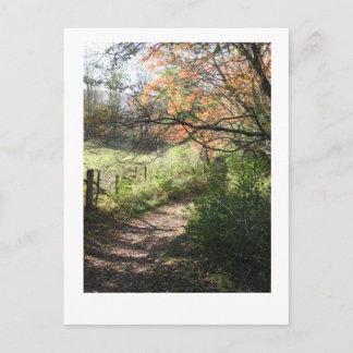 Fall Path Postcard