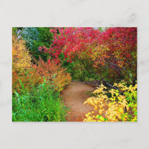 Fall Path Postcard