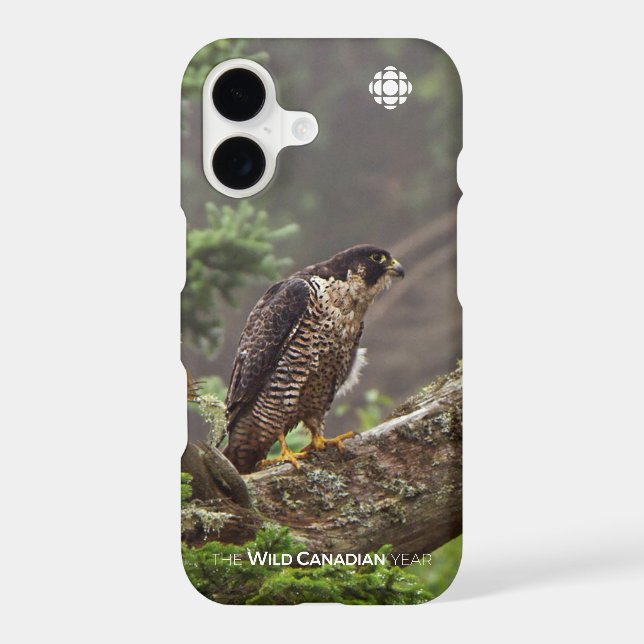 Fall - Peregrine Falcon (Back)