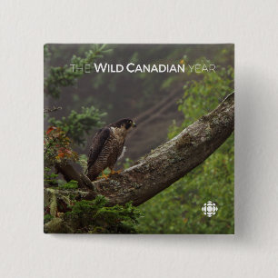 Fall - Peregrine Falcon 15 Cm Square Badge