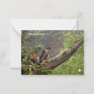 Fall - Peregrine Falcon Card