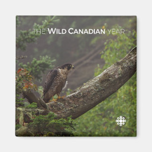 Fall - Peregrine Falcon Magnet